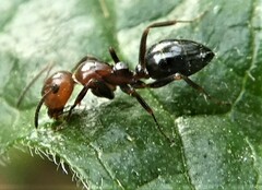 Camponotus lateralis