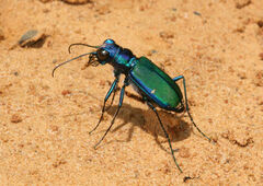 Cicindela splendida