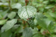 Camponotus lateralis