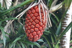 Pandanus grayorum
