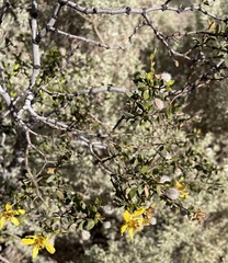 Larrea divaricata