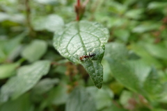 Camponotus lateralis