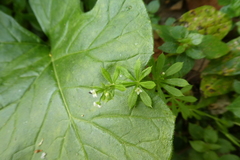 Galium aparine