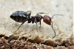 Camponotus lateralis