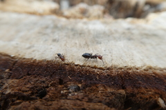 Camponotus lateralis
