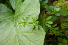 Galium aparine