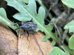 Sphenophorus cariosus
