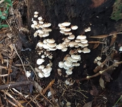 Panellus pusillus