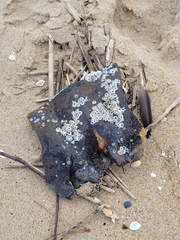 Amphibalanus improvisus