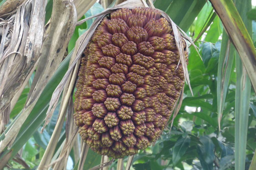 Pandanus solms-laubachii