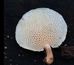 Panellus pusillus