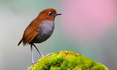 Grallaria rufocinerea