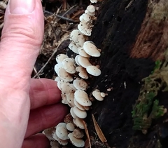 Panellus pusillus