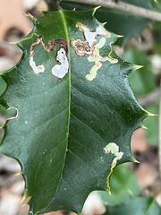Phytomyza ilicicola