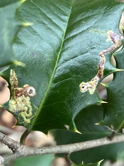 Phytomyza ilicicola