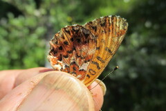 Boloria chariclea