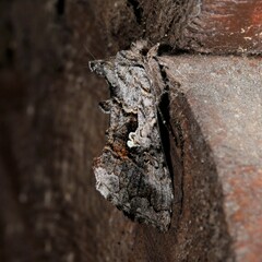 Syngrapha interrogationis