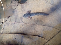 Ambystoma opacum