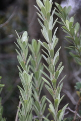 Callistachys lanceolata