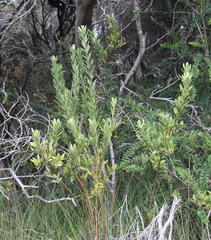 Callistachys lanceolata