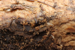 Sepedophilus