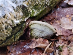 Fomes fomentarius
