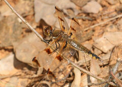 Libellula semifasciata