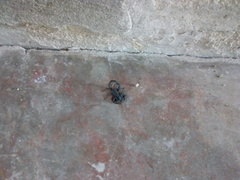 Centruroides gracilis