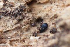 Sepedophilus