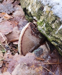 Fomes fomentarius