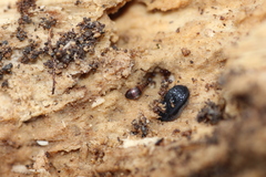 Sepedophilus
