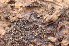 Sepedophilus