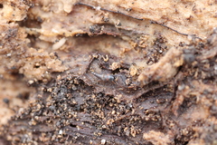 Sepedophilus