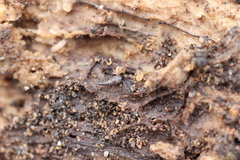 Sepedophilus