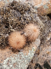 Echinocereus reichenbachii baileyi