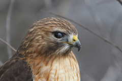 Buteo jamaicensis × lineatus