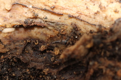 Sepedophilus