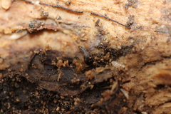 Sepedophilus