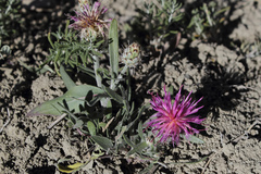 Centaurea pseudoscabiosa