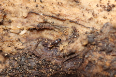 Sepedophilus