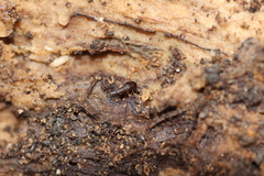 Sepedophilus