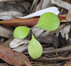 Coprosma rhamnoides