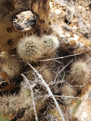 Echinocereus reichenbachii baileyi