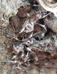 Ophiocordyceps unilateralis