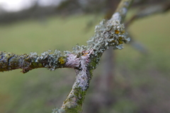 Laetisaria lichenicola