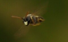 Hylaeus punctatus