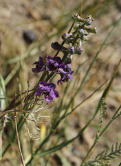 Delphinium cyphoplectrum