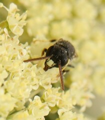 Hylaeus punctatus