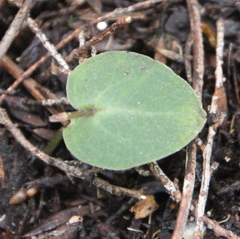 Corybas rotundifolius