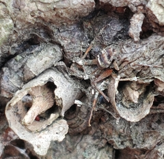 Ophiocordyceps unilateralis
